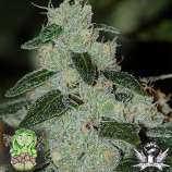 Trichome Jungle Seeds Caribbean Crush