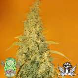 Trichome Jungle Seeds Orange Soda