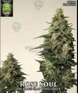 Trichome Jungle Seeds Rose Soul