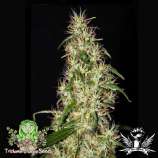 Trichome Jungle Seeds So High Sativa