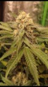 Trichome Jungle Seeds Tropical Cherry