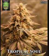 Trichome Jungle Seeds Tropical Soul