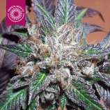 Tropical Seeds Company Bubbler Kush