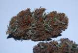 Tropical Seeds Company Congolese Kush