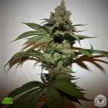 True Canna Genetics Grape Gas