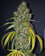 True Canna Genetics True Love