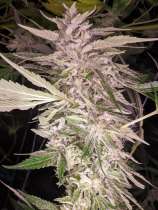 Twenty 20 Genetics SFG