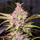 Twenty 20 Genetics Whiskey Zulu