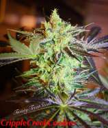 Twisty Seeds Cripple Creek Cookies