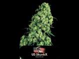 US SkunkX LA Skunk XXX