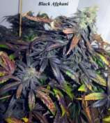 Underground Seeds Collective Black Afghani