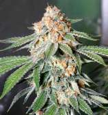 United Cannabis Seeds Banana Kush Autoflower