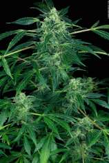 United Cannabis Seeds Big Jack