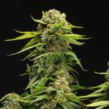 United Cannabis Seeds Bruce Banner