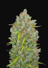 United Cannabis Seeds Bubblegum Autoflower