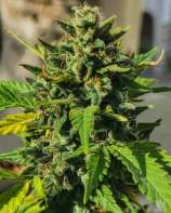 United Cannabis Seeds Chemdawg Autoflower