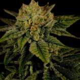 United Cannabis Seeds Durban Poison Autoflower