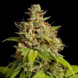 United Cannabis Seeds Durban Poison