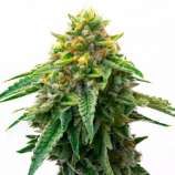 United Cannabis Seeds Gorilla Glue #4 Autoflower