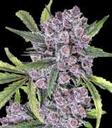 United Cannabis Seeds Gorilla Purple Autoflower