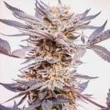 United Cannabis Seeds Grand Daddy Purple Autoflower