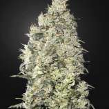 United Cannabis Seeds Great White Shark