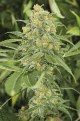 United Cannabis Seeds Green Crack