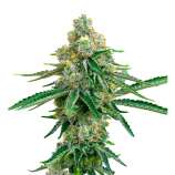 United Cannabis Seeds Jack Herer Autoflower