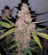 United Cannabis Seeds Purple Punch Autoflower