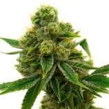 United Cannabis Seeds Skunk #1