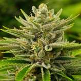 United Cannabis Seeds Sour Diesel Autoflower