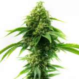 United Cannabis Seeds Sour Diesel