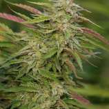 United Cannabis Seeds Trainwreck