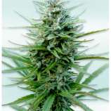 VIP Seeds Auto VIP CBD