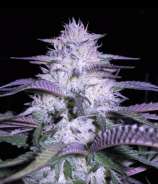 VIP Seeds Currant Kush