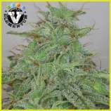 V Elementum Seeds Candy Fruit Auto