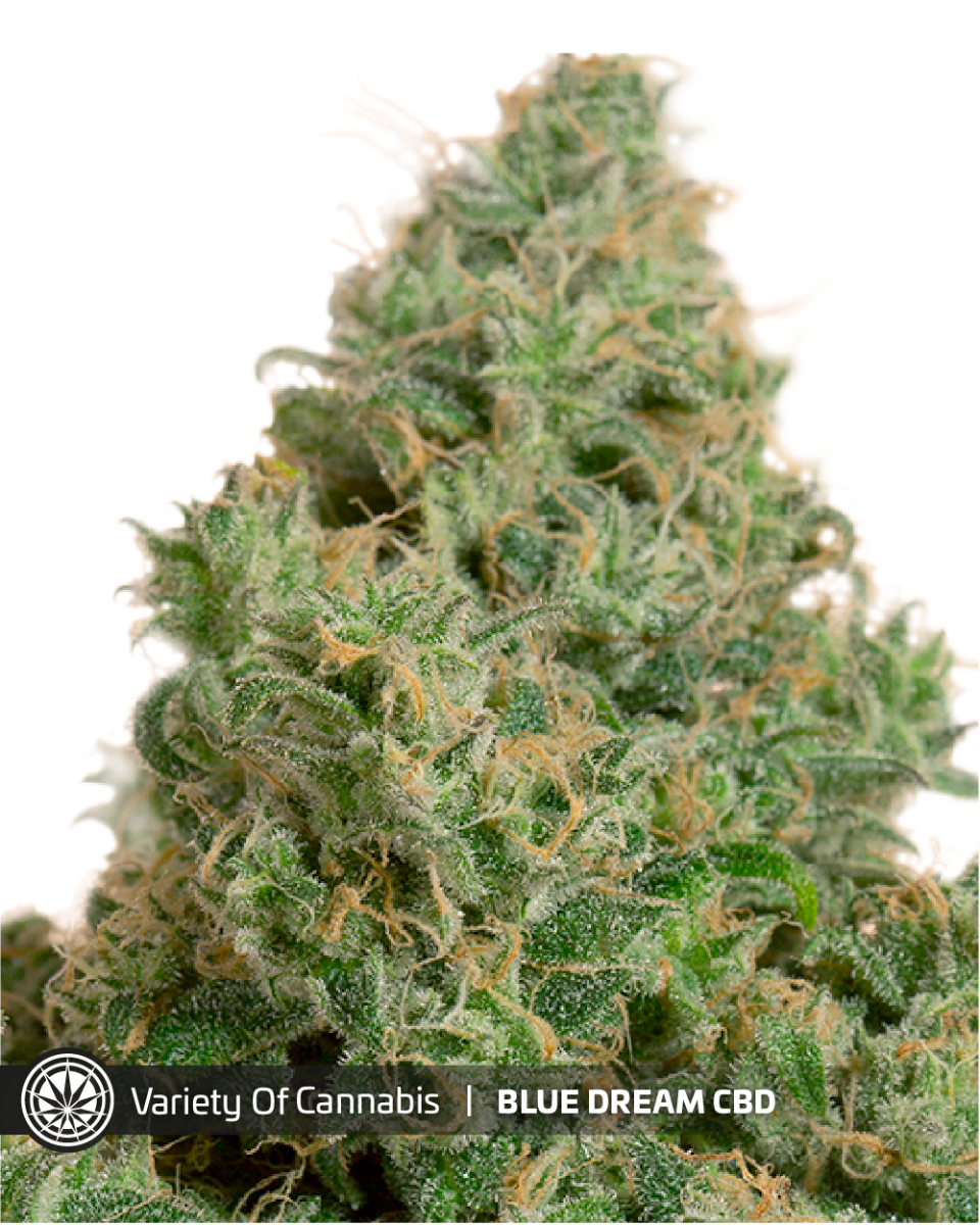 Blue Dream CBD (von Variety of Cannabis) :: Cannabis Sorten Infos