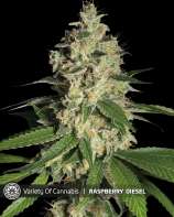 Variety of Cannabis Raspberry Diesel