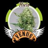 Venus Genetics Hielo