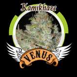 Venus Genetics Kamikhaze