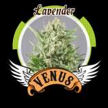 Venus Genetics Lavender