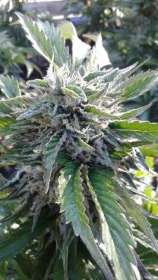 Virgin Seeds Blue Cheese