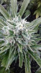 Virgin Seeds Purple Goo