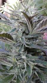 Virgin Seeds White Satin