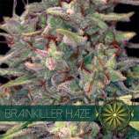 Vision Seeds Brainkiller Haze