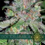 Vision Seeds Doctor Jamaica