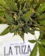 WGW Genetics La Tuza