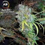 White Buffalo Seed Collective Angola Haze