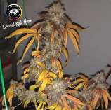 White Buffalo Seed Collective Special Kush Haze