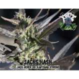 Xtreme Seeds Co. Jack's Hash